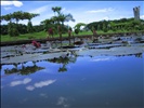 Artifical Lake in front of Chittagong Int. Airport.